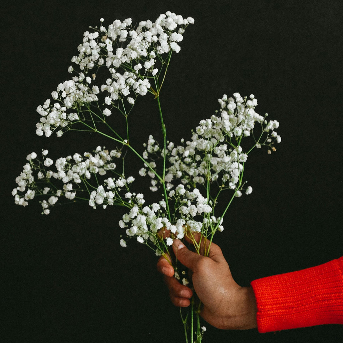 Dispelling the baby's breath wedding flower myth – Bloomstall Flower ...