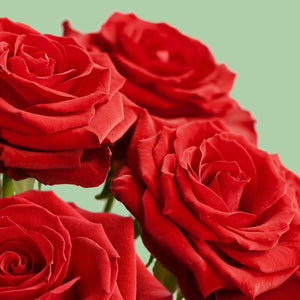 Why is it tradition to send red roses?