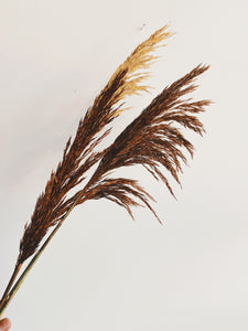 Dried Plume Reed Stem