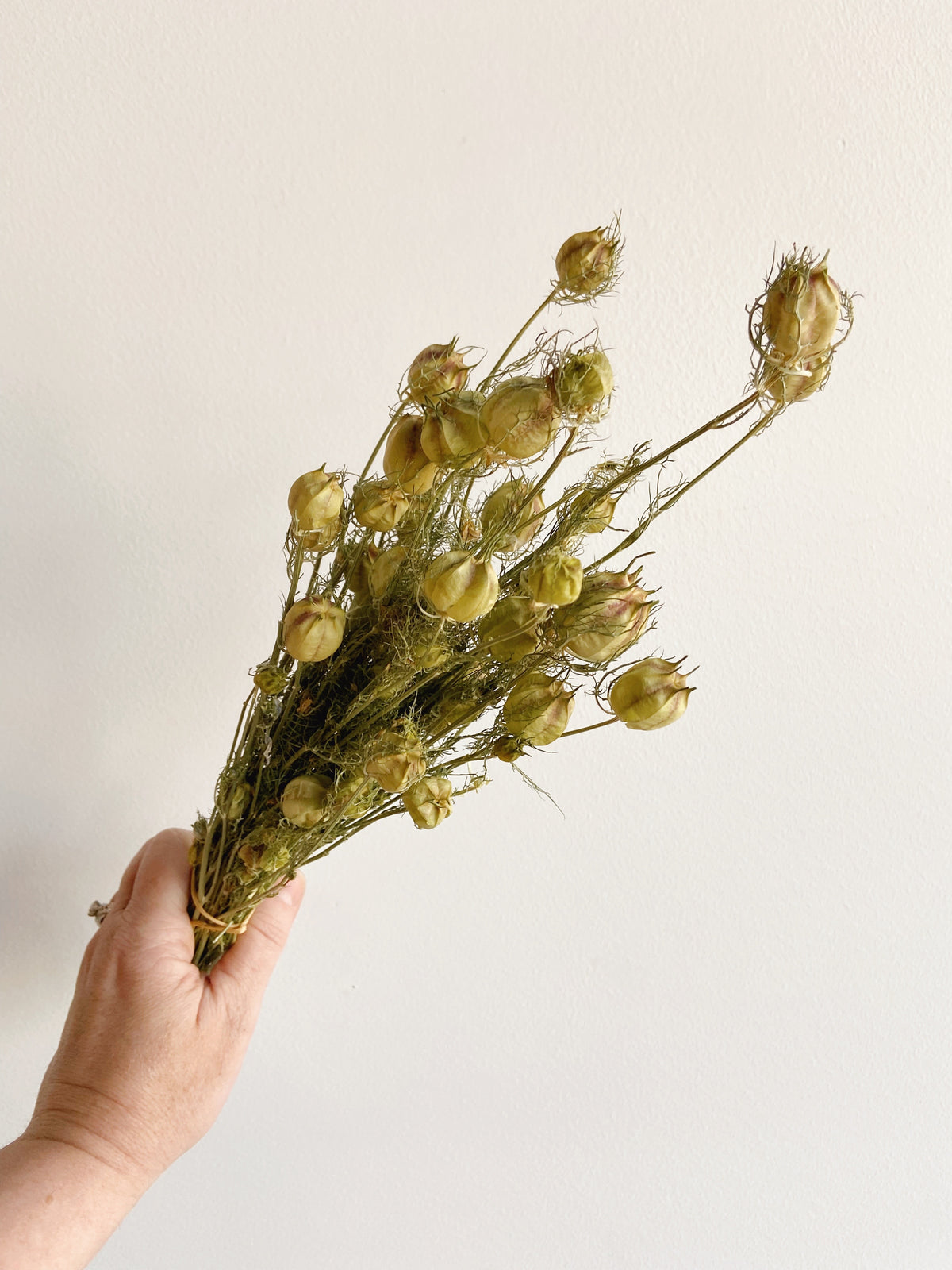 Dried Nigella Bunch